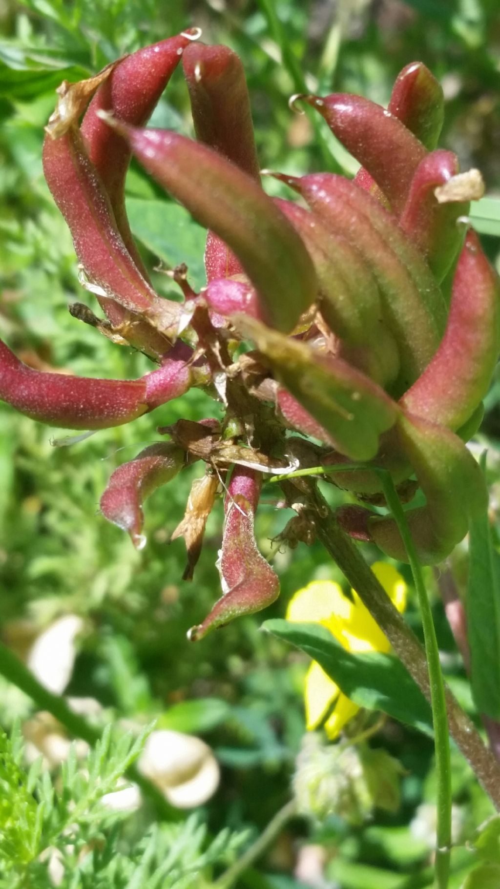 Astragalus glycyphyllos (Fabaceae)